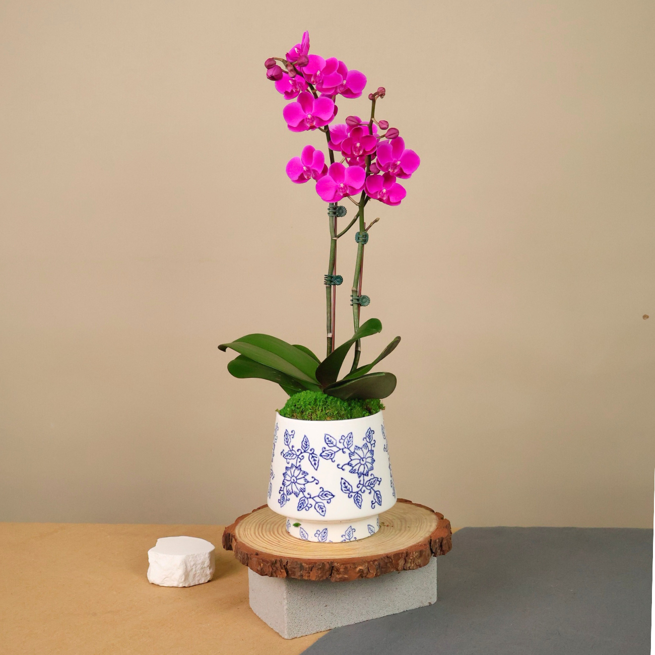 JM Flower Phalaenopsis Orchid 1 Stk (Potted) - Dark Purple | NTUC