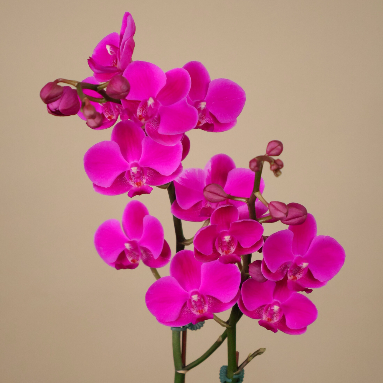 JM Flower Phalaenopsis Orchid 1 Stk (Potted) - Dark Purple | NTUC