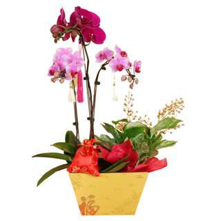 JM Flower Treasure Majesty - Orchid Phalaenopsis