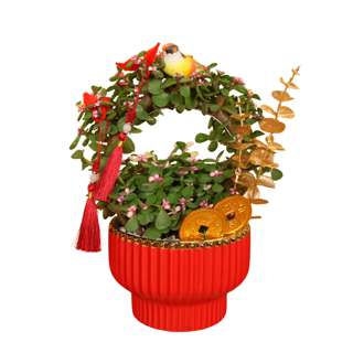 JM Flower Jade Blossom (Crassula) - CNY Plant