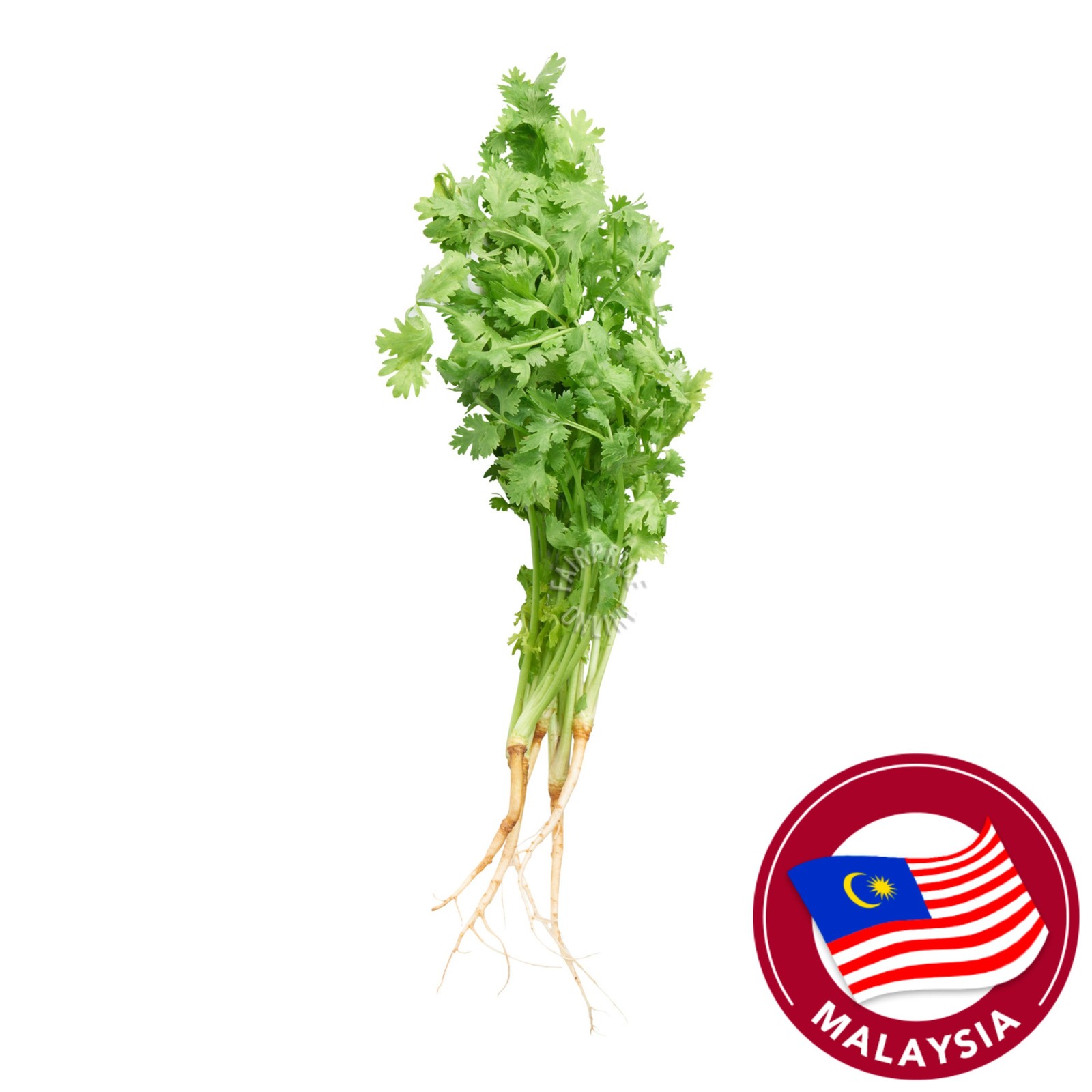 Pasar Chinese Parsley NTUC FairPrice