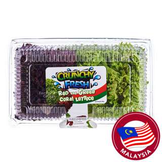 Crunchy Fresh Coral Lettuce - Red & Green