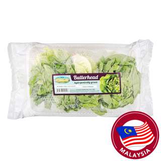 Thygrace Butterhead Lettuce Thygrace Butterhead Lettuce