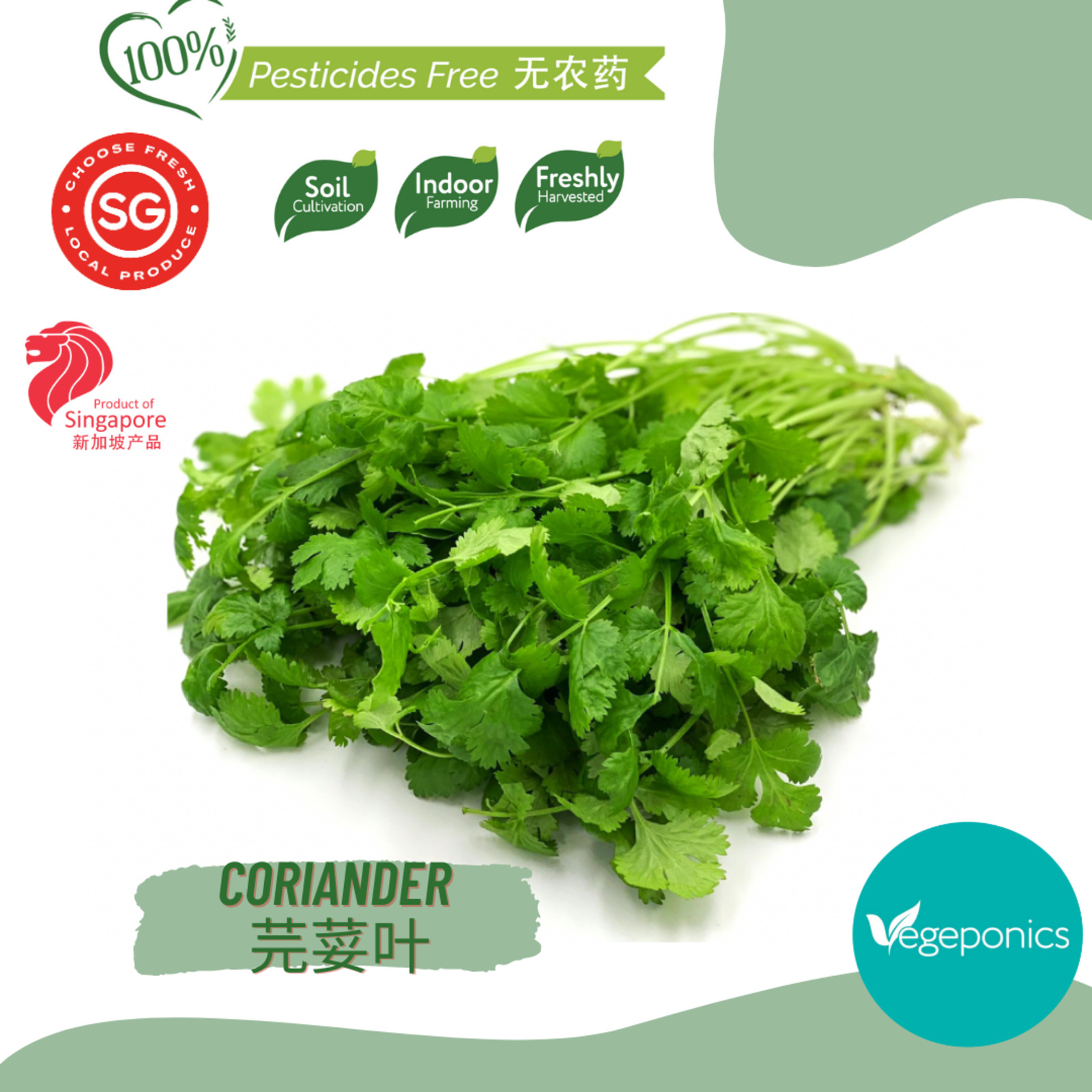 Vegeponics PesticideFree Coriander NTUC FairPrice