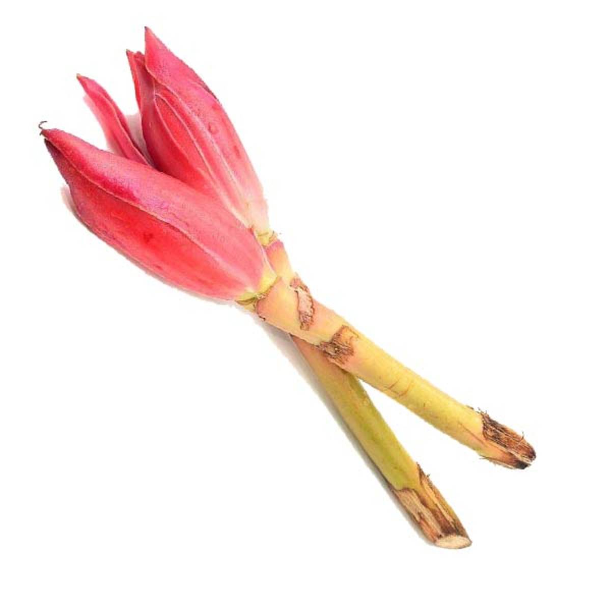 Orgo Fresh Rojak Flower (Torch Ginger Flower) NTUC FairPrice