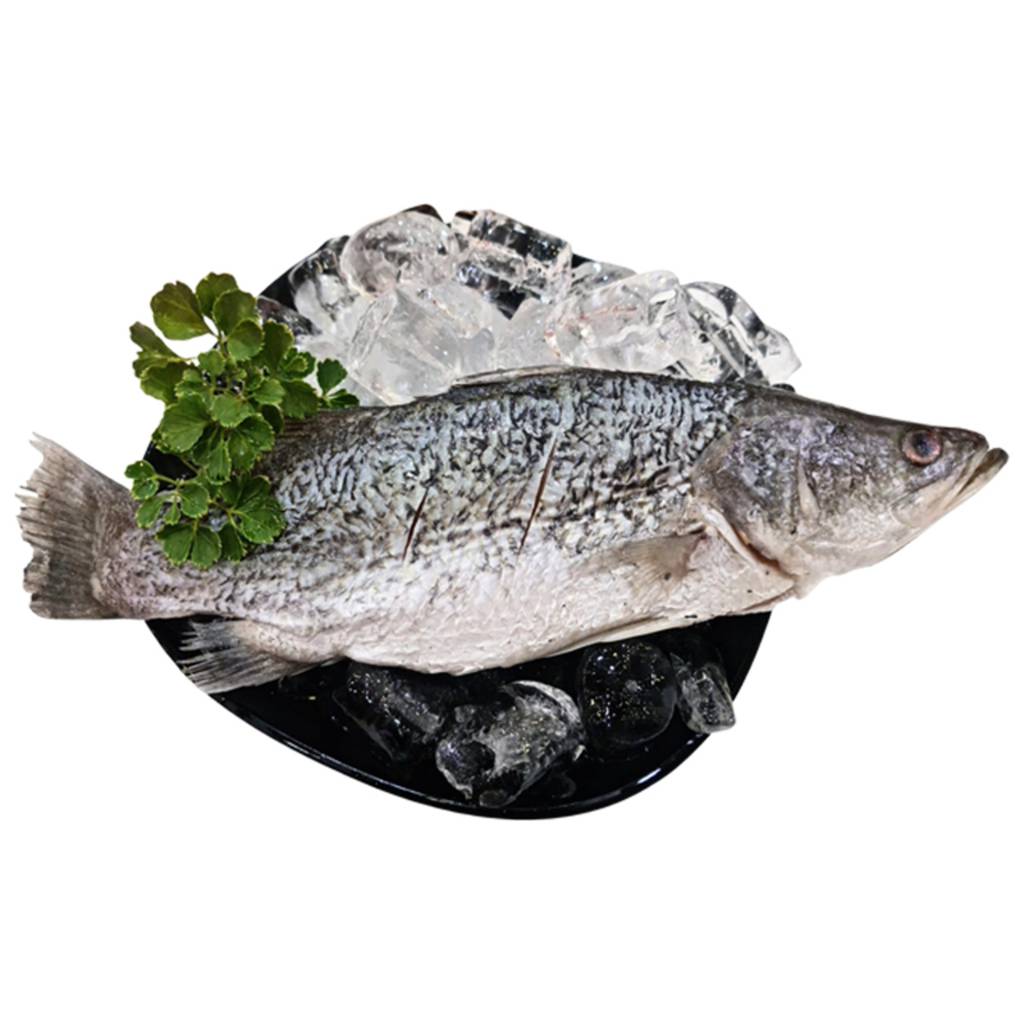 Snow Treasures Premium Barramundi Whole (Ikan Siakap/Seabass) NTUC