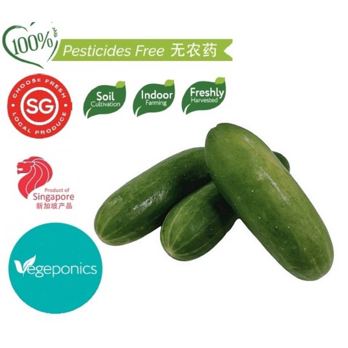 Vegeponics Mini Cucumber NTUC FairPrice
