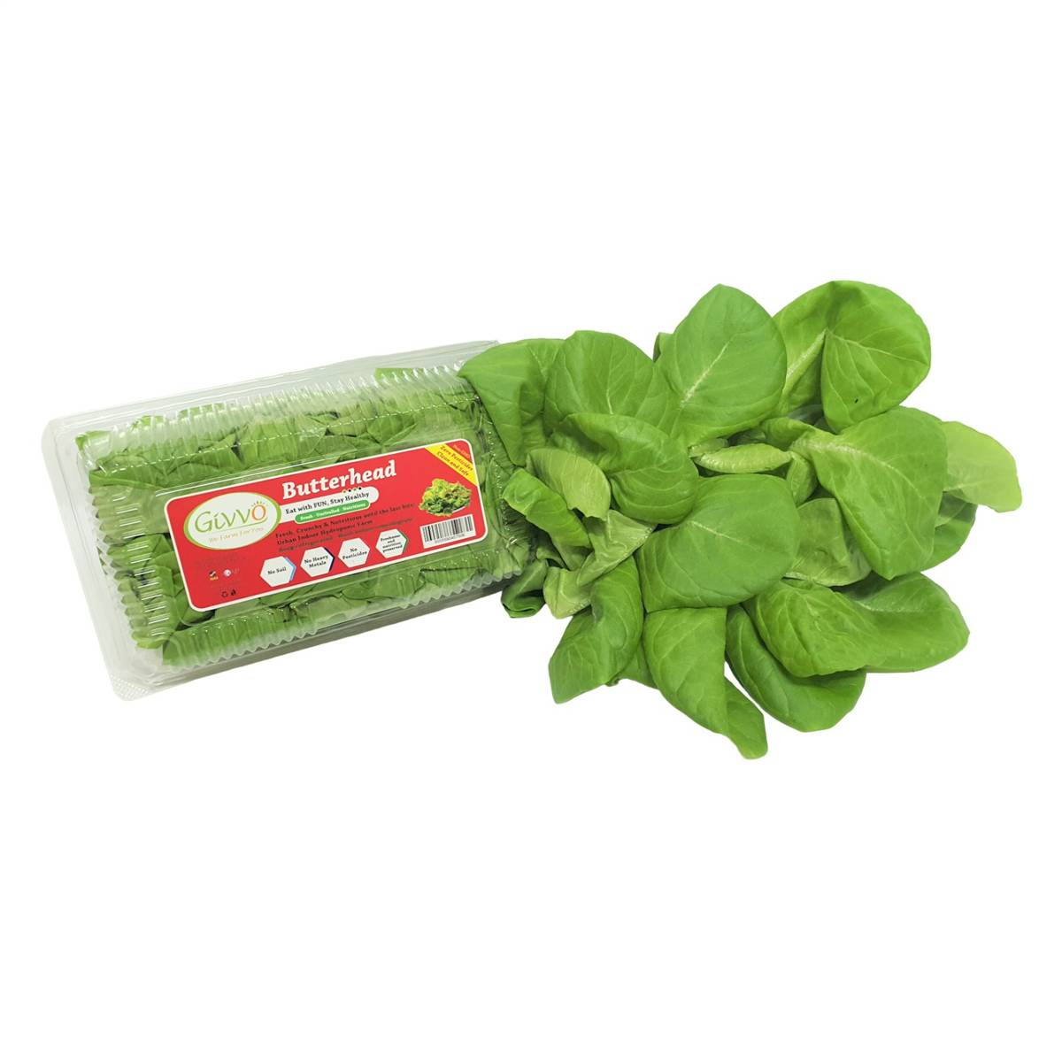 Givvo Pesticide Free Butterhead Lettuce NTUC FairPrice