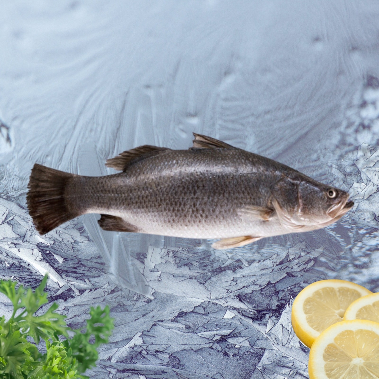 Seaco Sea Bass GGS (600700) NTUC FairPrice