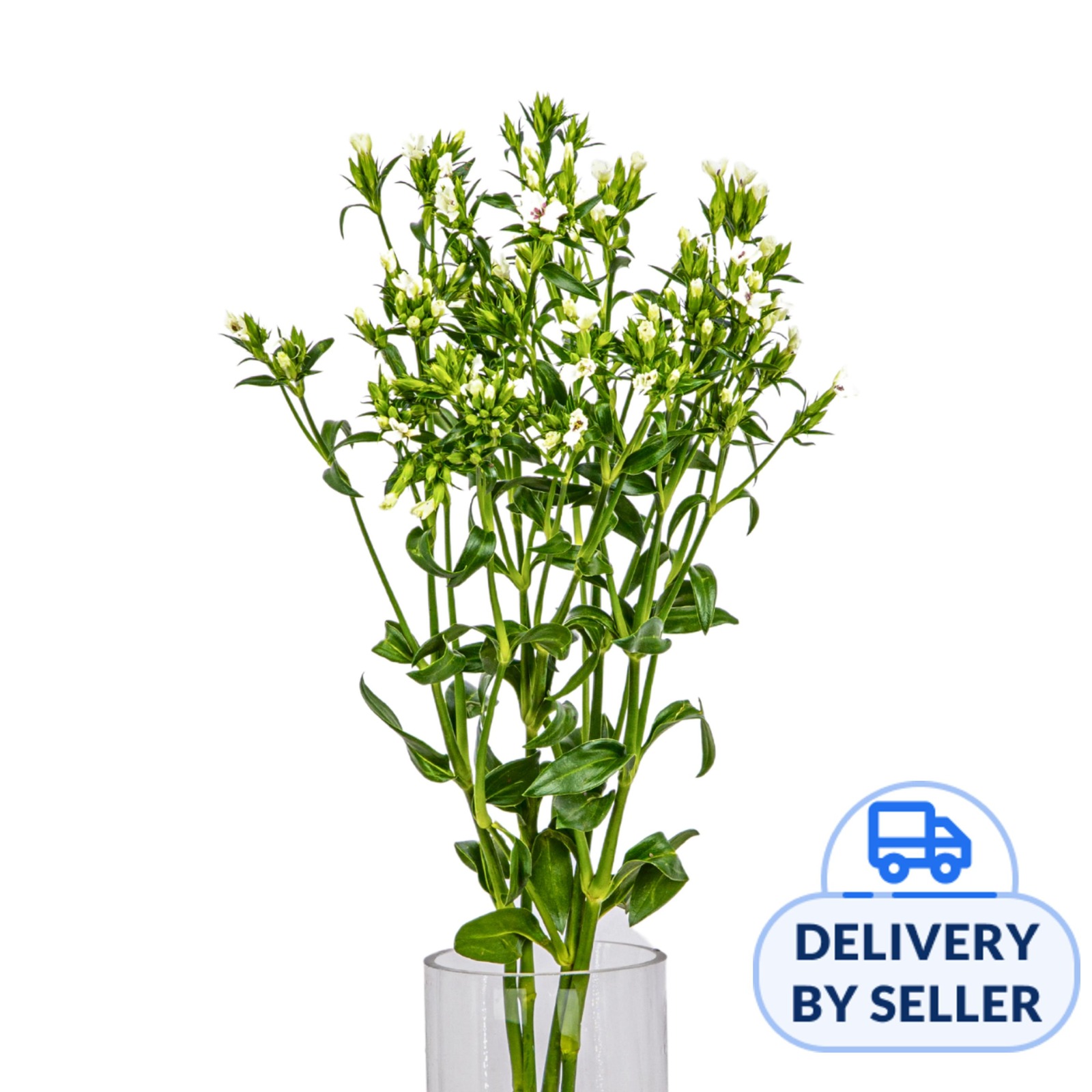 JM Flower Verbena White NTUC FairPrice