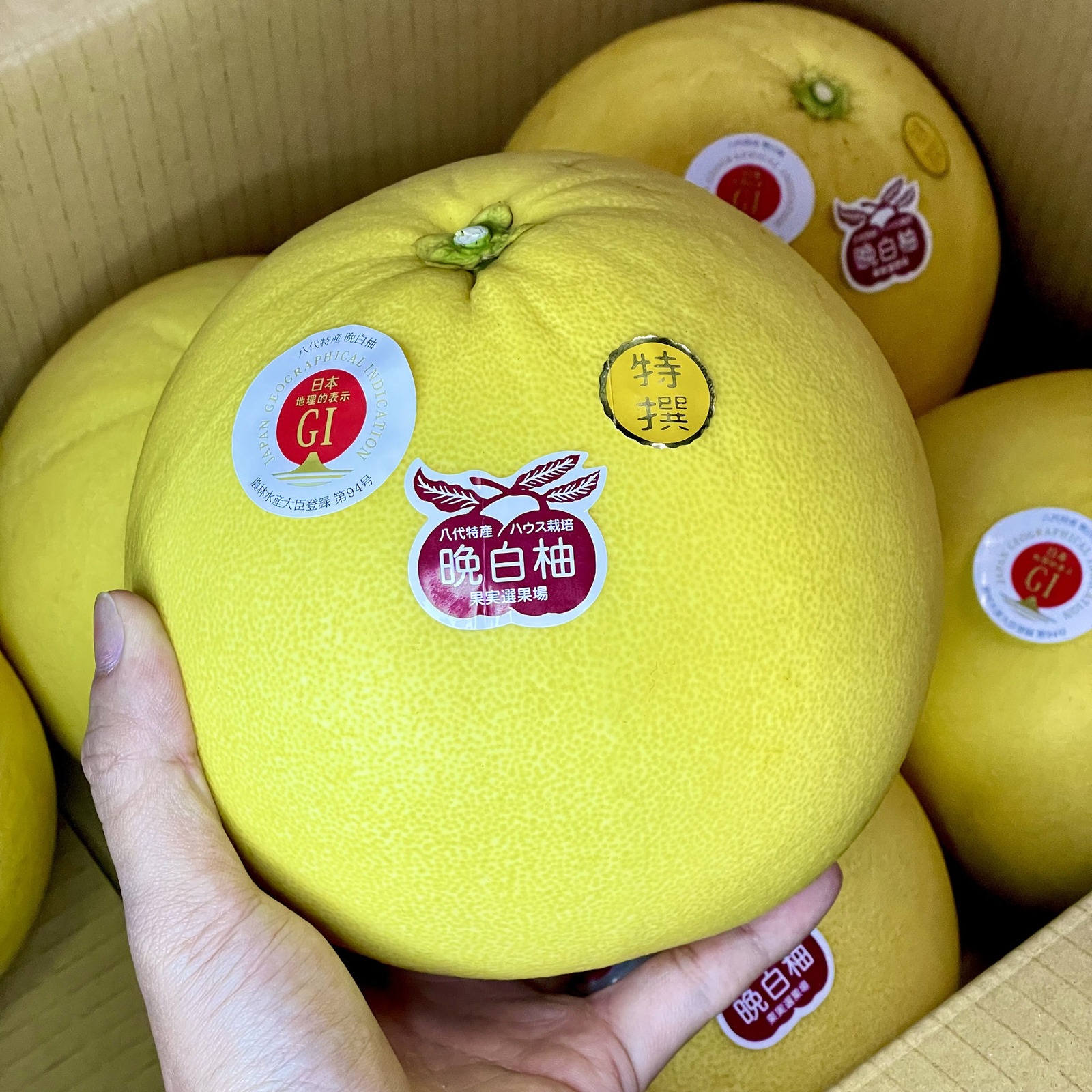 Happy Fruits Japan airflown Banpeiyu (Pomelo) (Kumamoto) NTUC FairPrice