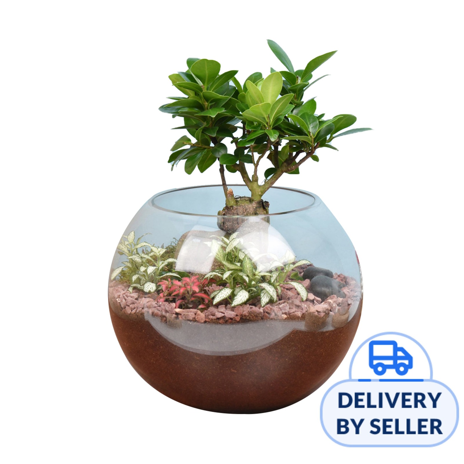 FNP Bonsai Pot Paradise (Fresh) NTUC FairPrice